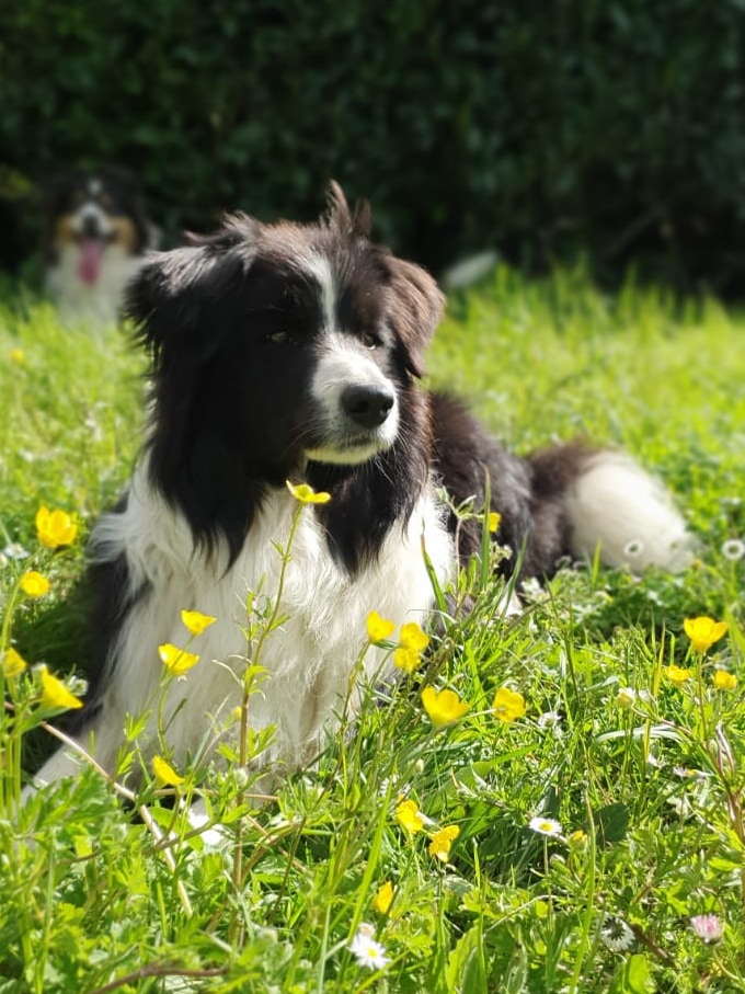 Image Chien